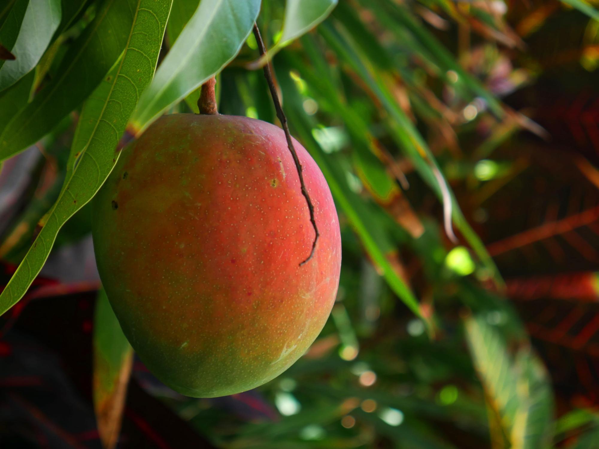 A nearly ripe mango, begging to be plucked from a tree on Oahu.
