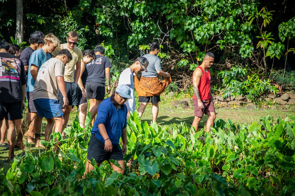 About a hundred volunteers showed up for first Saturday at Kānewai. They learned about moʻolelo, stories, the poʻo wai, water sources and how to care for kalo.