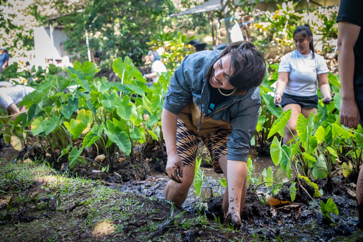 Manaʻo, an ʻŌlelo Hawaiʻi major at UH Mānoa, pulls weeds from the sides of the loʻi to prevent them from stealing nutrients from the kalo. 