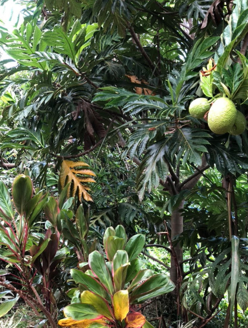A modern agroforestry restoration system, focused on breadfruit.