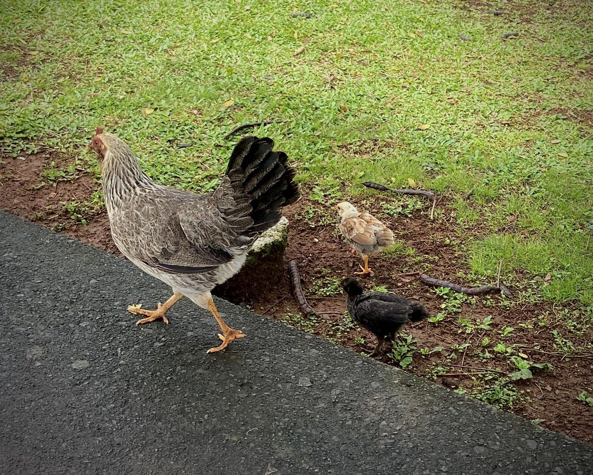 Feral chickens roam freely, adding a touch of unexpected rural charm to the city streets. 