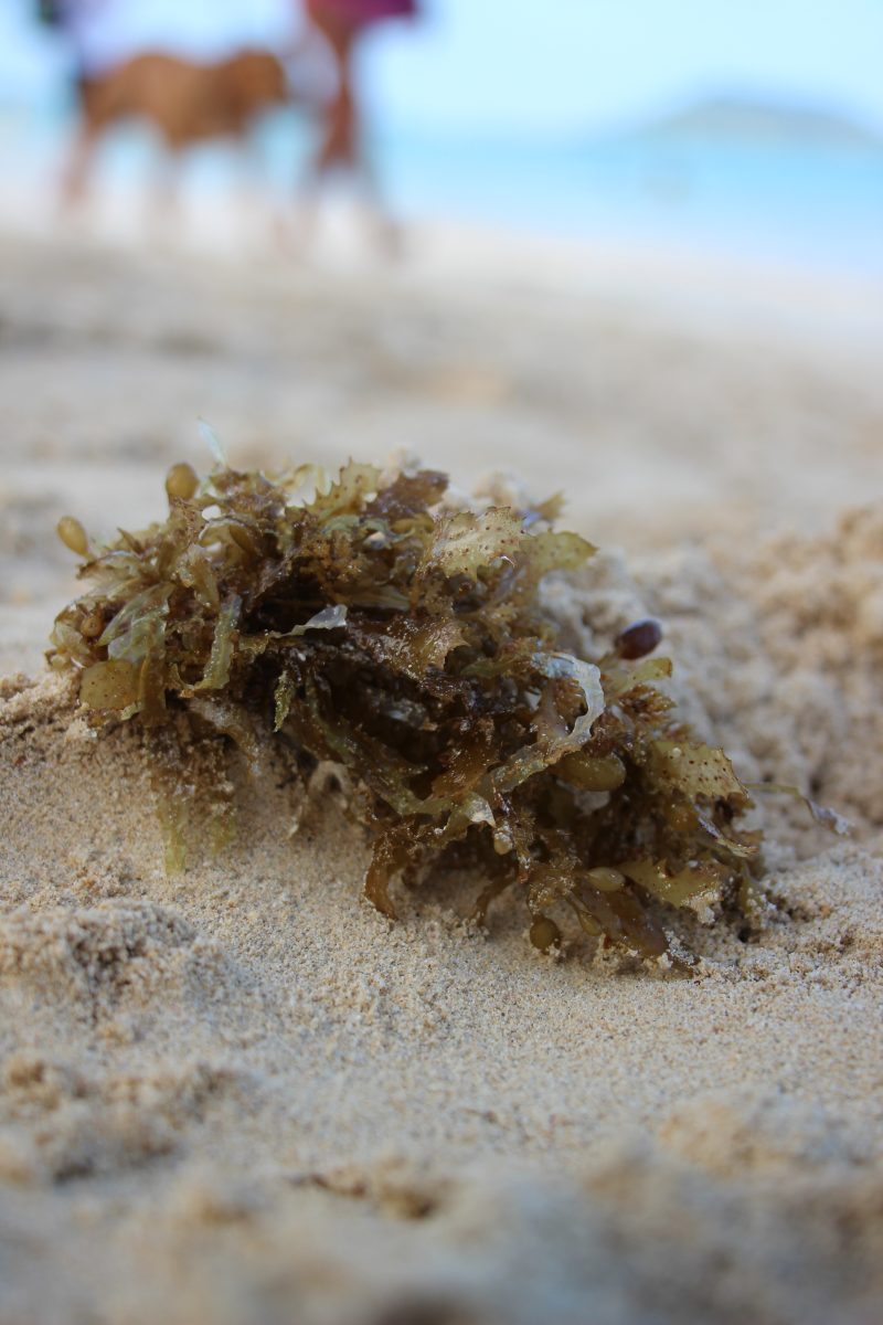 Limu Kala on the shore at Kailua Beach. Limu Kala can be gathered on the shoreline or either in the ocean.