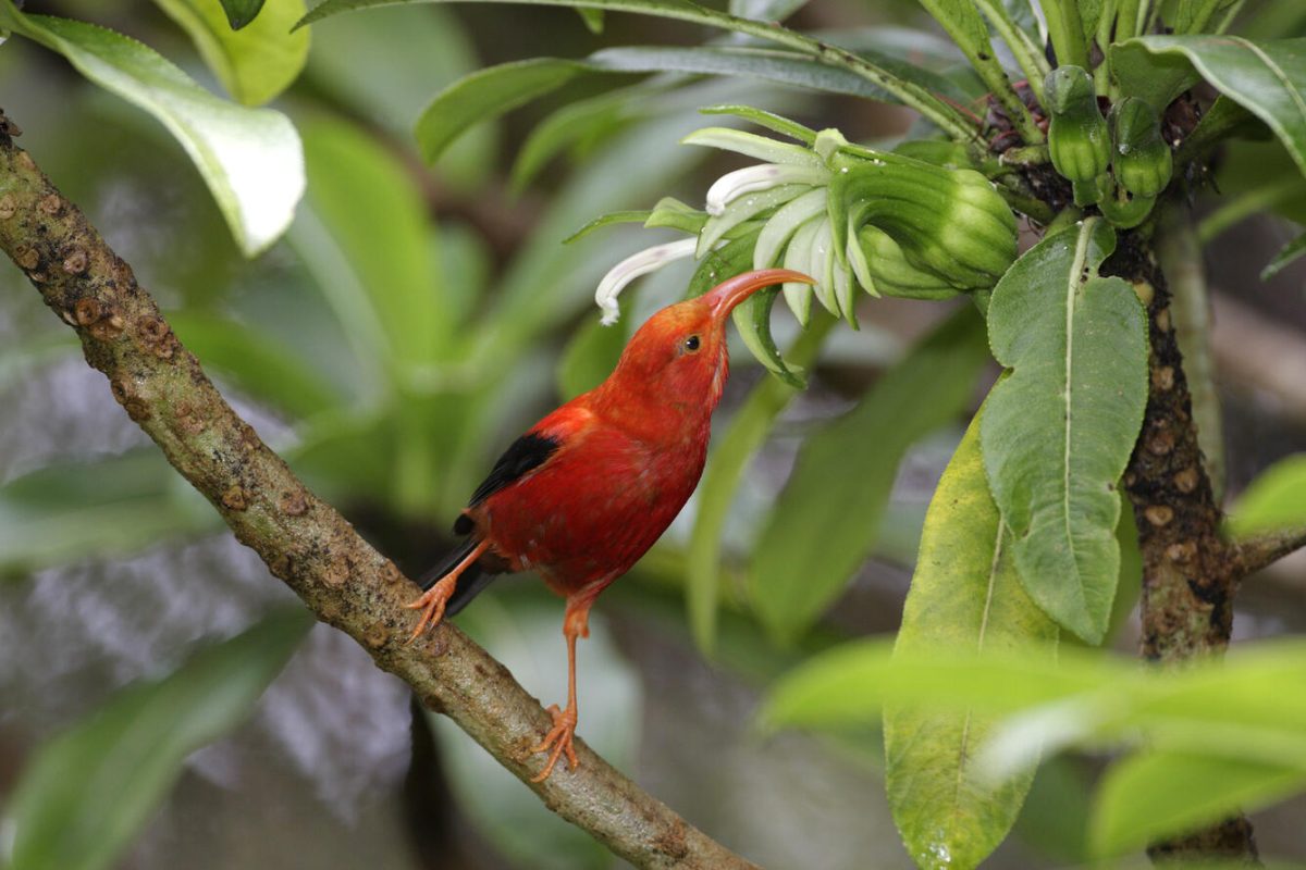 Red ‘i‘iwi bird with hooked beak sits on a branch in a green, tropical environment in Hawaii. Courtesy of Jack Jeffrey, USFWS.