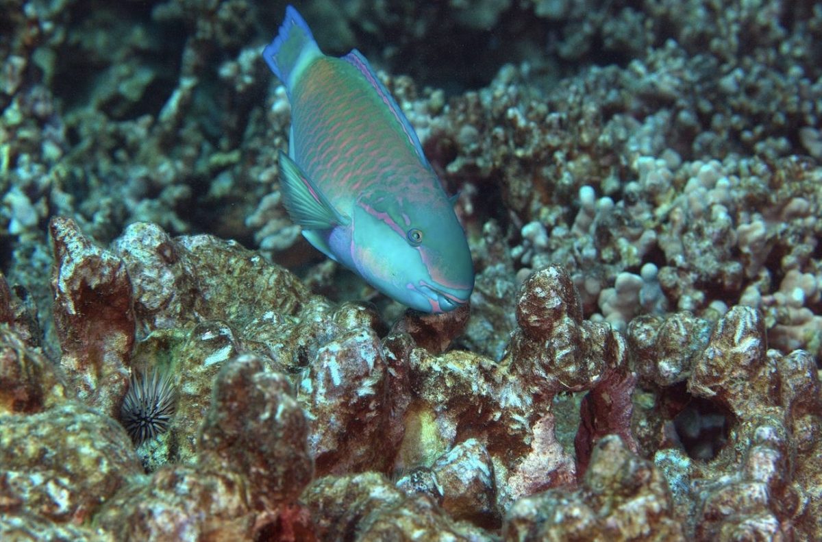 A herbivore eating the algae/seaweed from the coral reef