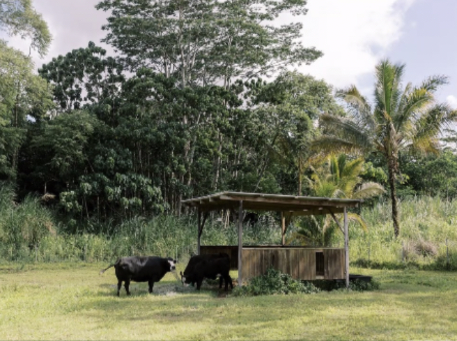 Local O‘ahu Farm with cattle. 