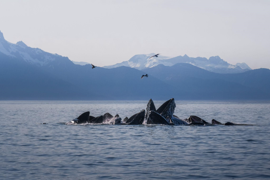 Humpback whales engaging in feeding activity.