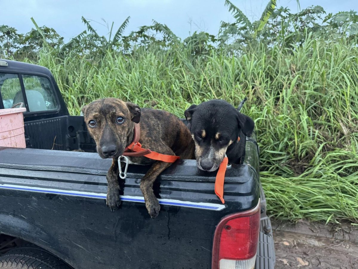 Two rescued dogs rest in the back of a truck during recent Kona low floods.