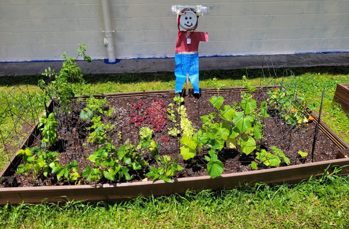 Garden Bed at Nuuanu Elementary School